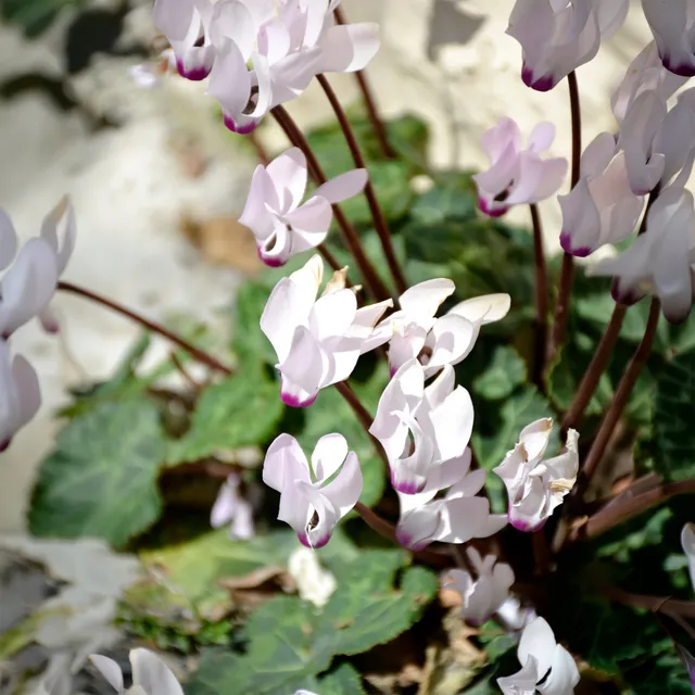 Bakker Cyclamen coum blanc plante vivace 3 pots Ø 9cm