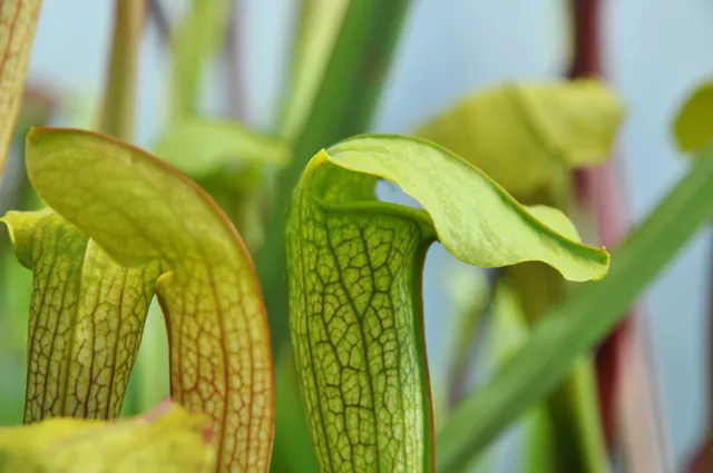Carniflore Sarracenia Hummer's Hammerhead plante pot 11cm