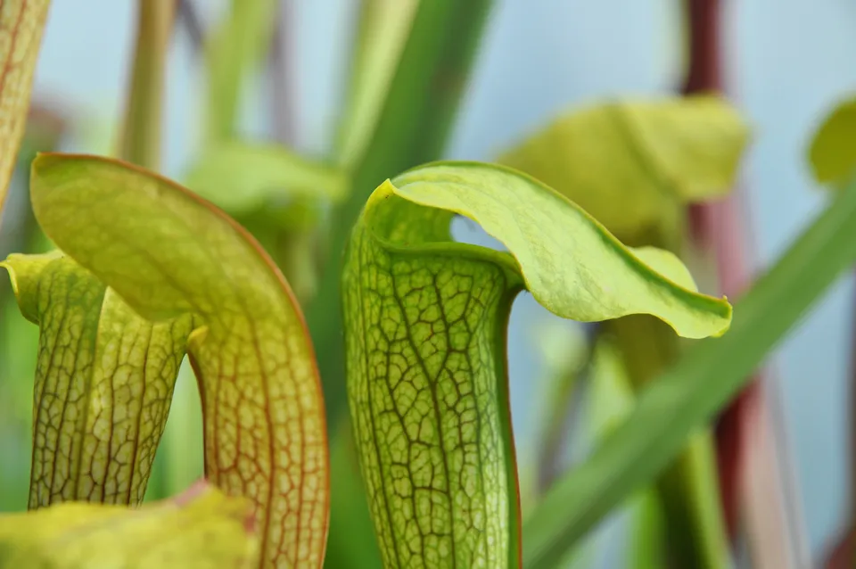 Carniflore Sarracenia Hummer's Hammerhead plante pot 11cm