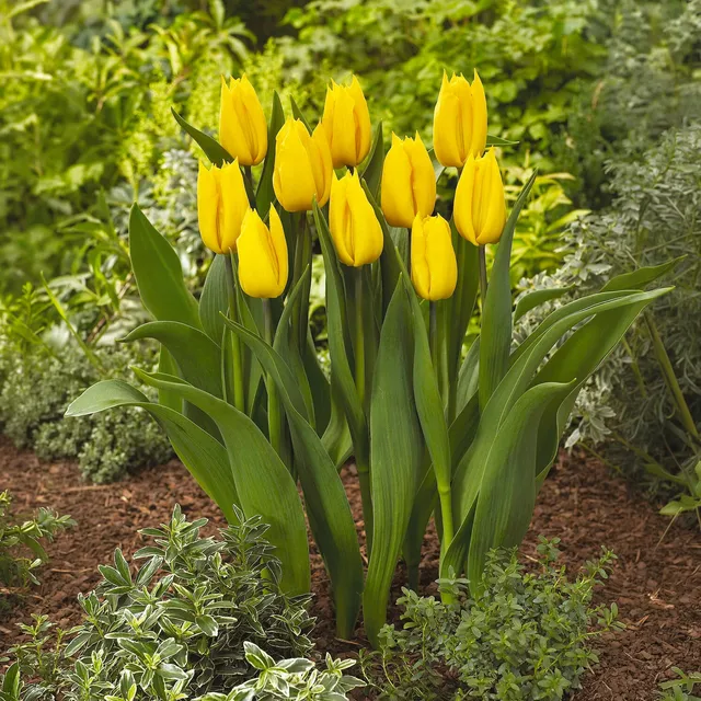 Bakker Tulipe Triomphe Yokohama bulbes sachet 10 jaune