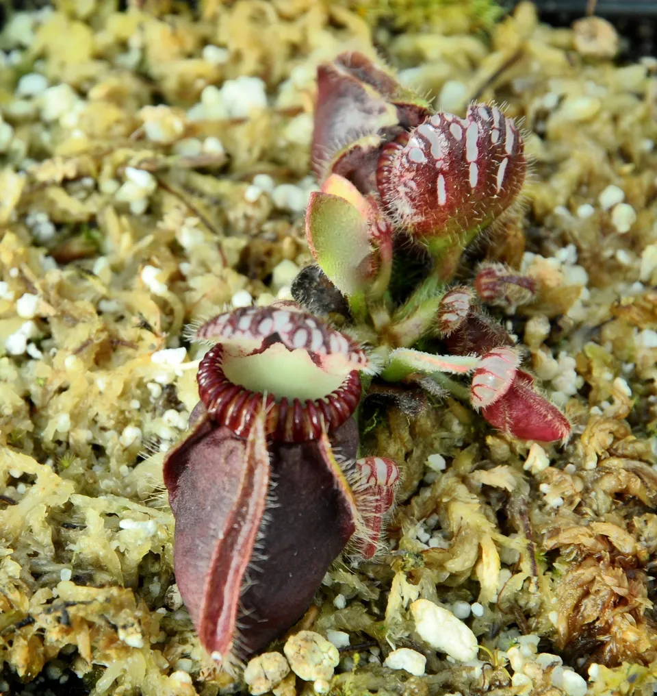 Carniflore Cephalotus Eden Black plante carnivore pot 9 cm rouge