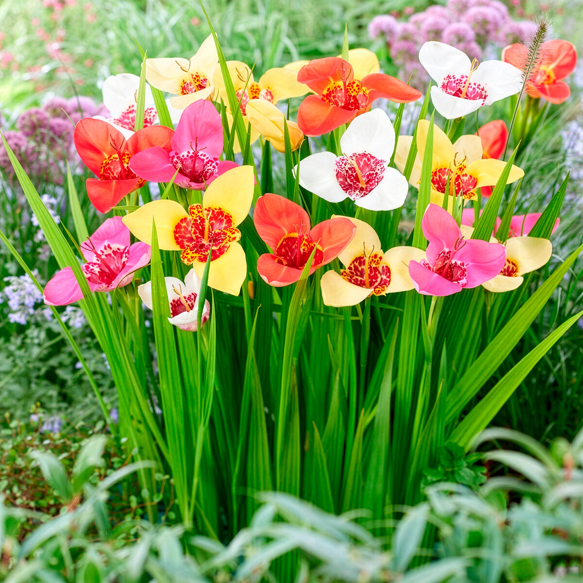 Bakker Oeil-de-paon en mélange bulbes à fleurs sachet 10 bulbes
