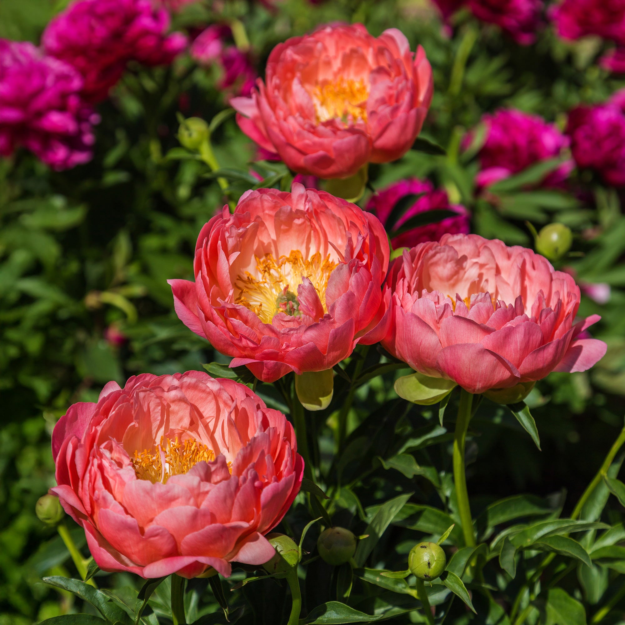 Bakker Coral Charm pivoine racine nue 3-5 yeux fuchsia