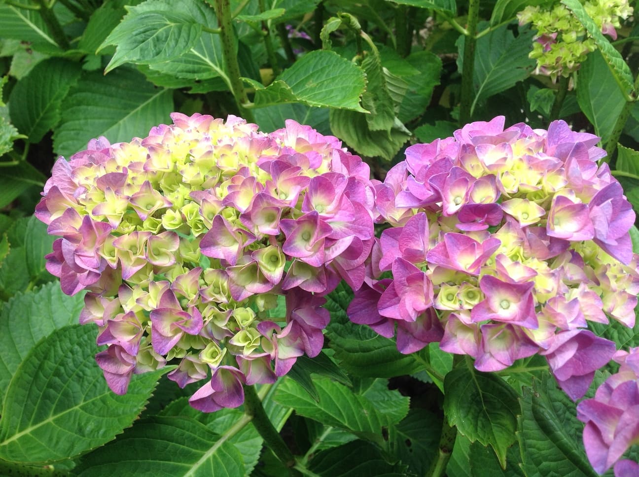 Les Hortensias du Haut Bois Glarnish hortensia fleurs rondes