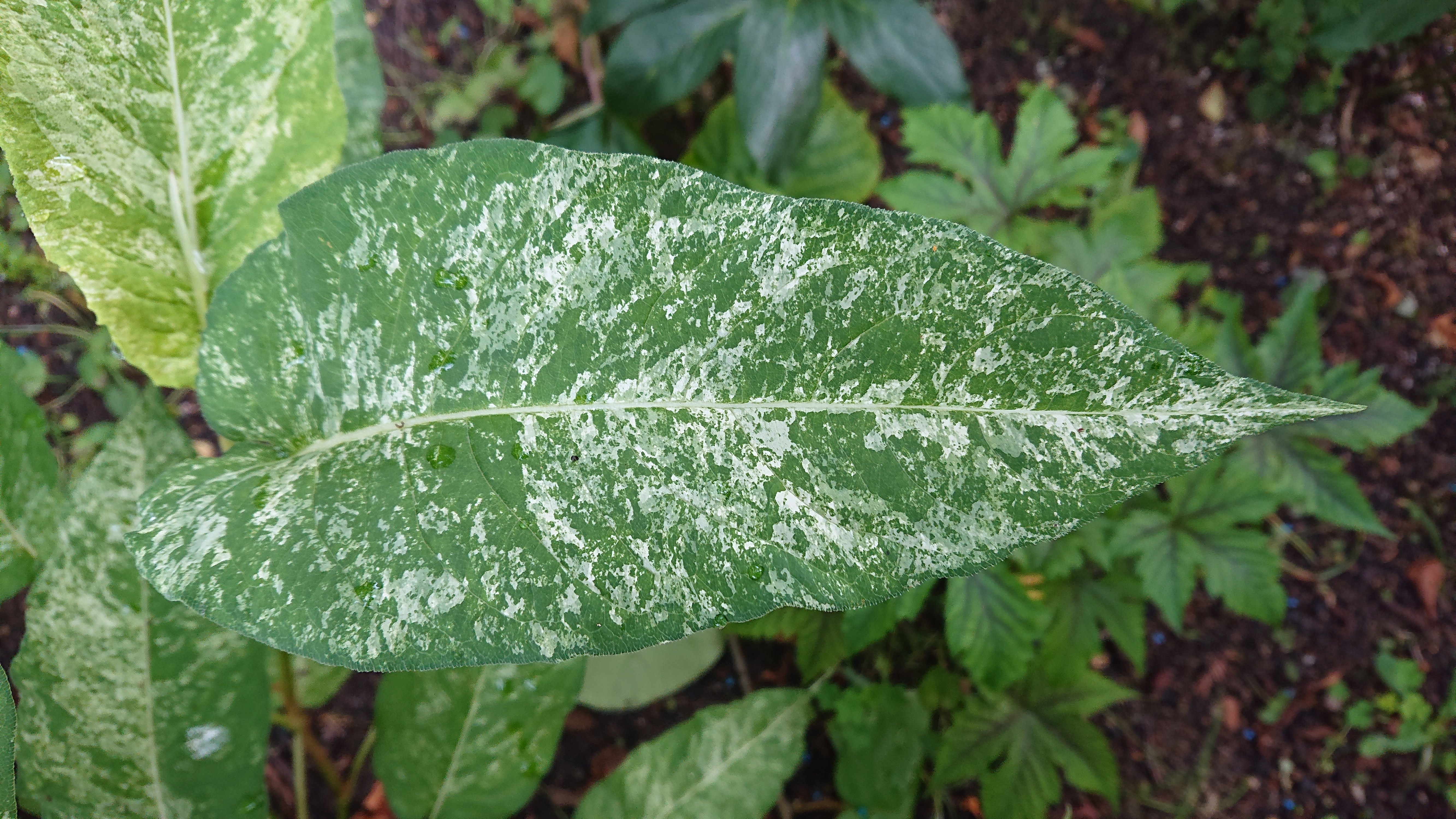 Passion Vivaces Persicaria Spotted Eastfield plante vivace rouge
