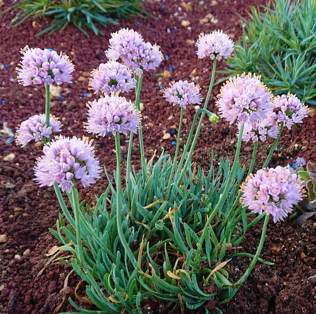 Passion Vivaces Allium senescens Glaucum plante vivace rose lilas