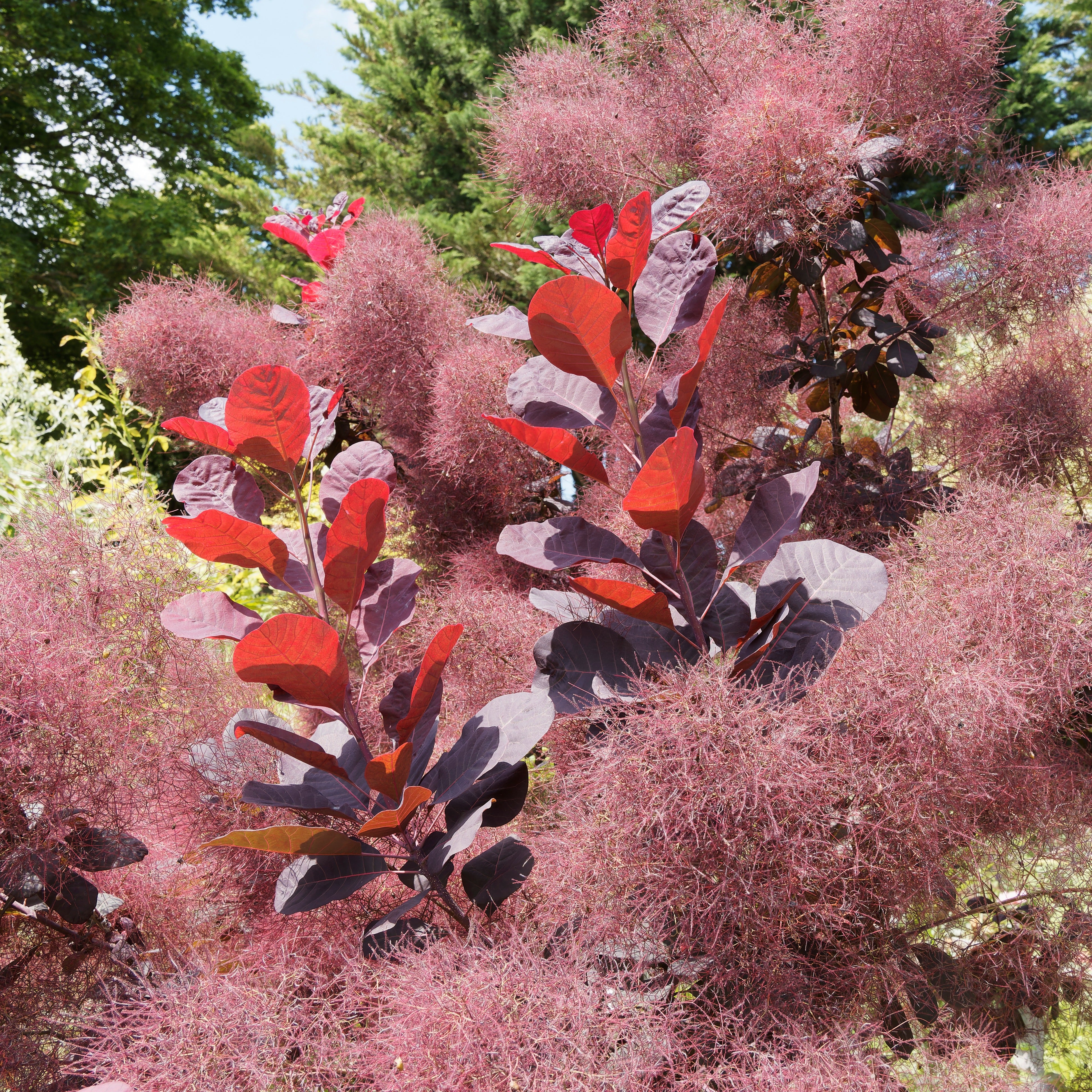 Bakker Arbre à perruque Royal Purple pot 2L pourpre