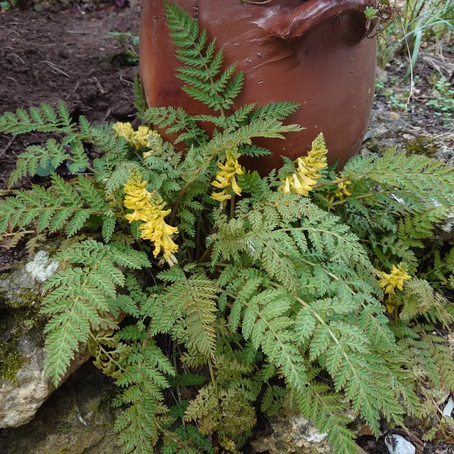 Passion Vivaces Corydalis cheilanthifolia plante vivace godet jaune