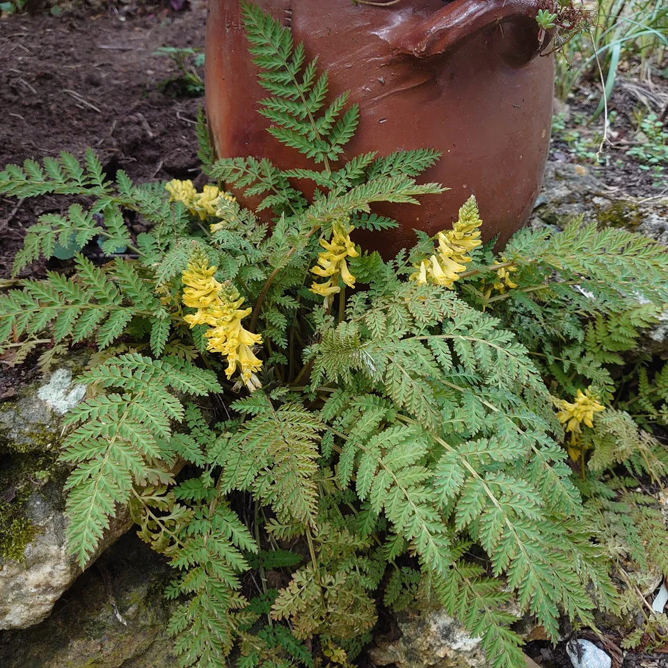Passion Vivaces Corydalis cheilanthifolia plante vivace godet jaune