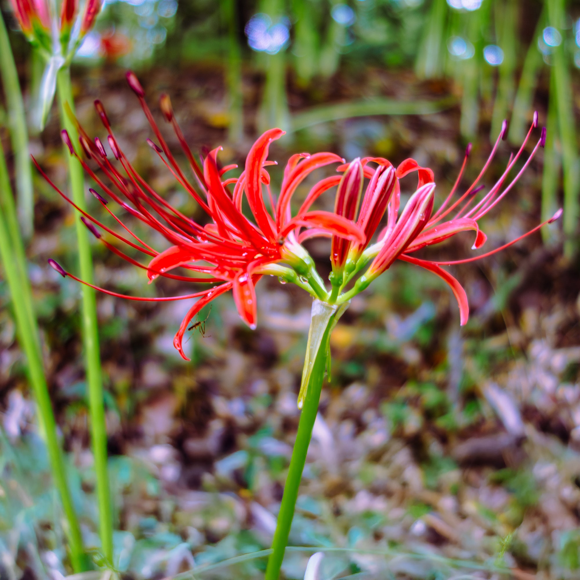 Bakker Lis araignée rouge bulbes sachet 3 floraison automne
