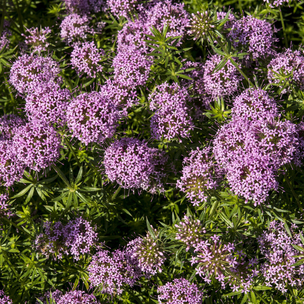 Bakker Vivaces Crucianelle Phuopsis vivace pot 9cm couvre-sol rose
