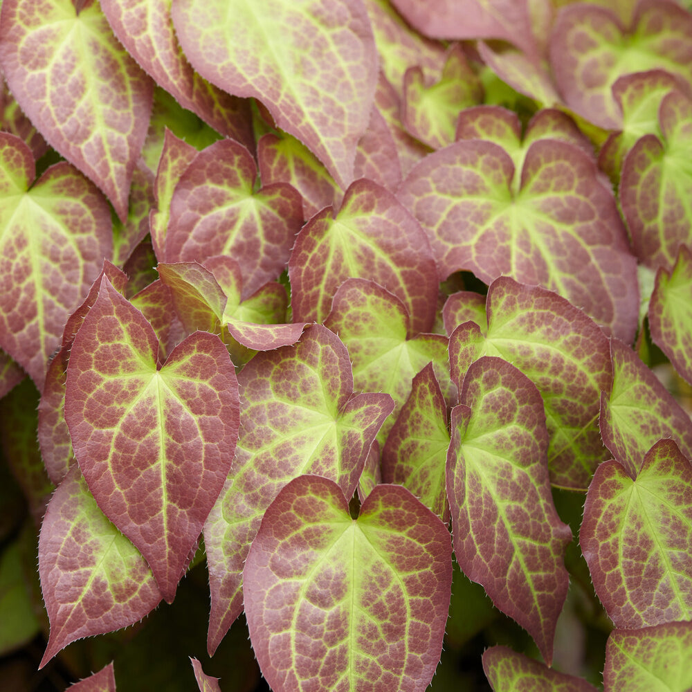 Bakker Epimedium rouge plante vivace pot Ø 9cm fleurs roses