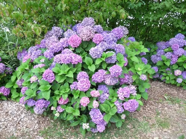 Les Hortensias du Haut Bois Prima hortensia fleurs rondes godet