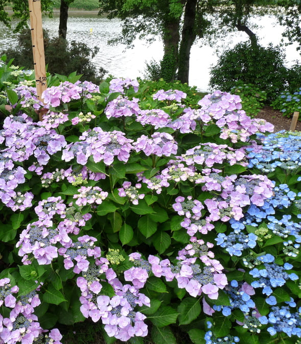 Les Hortensias du Haut Bois Messaline hortensia fleurs plates godet