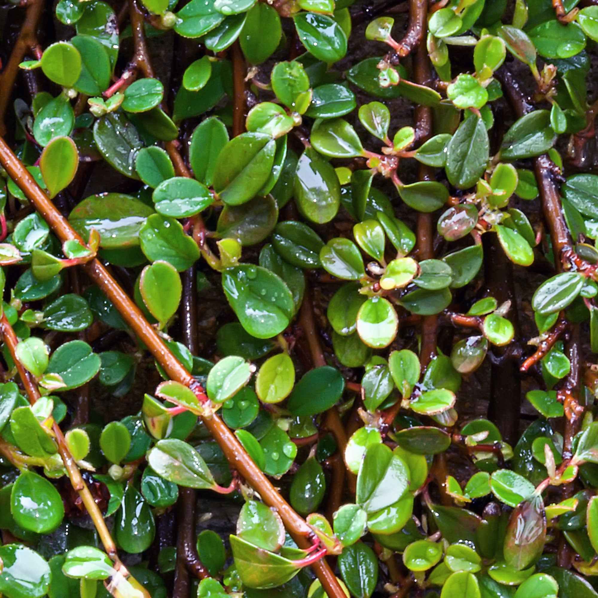 Bakker Cotonéaster de Dammer arbuste pot 1.5L 30-40cm vert