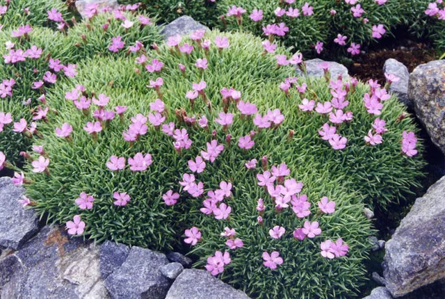 Passion Vivaces Dianthus erinaceus œillet vivace pot 1L rose