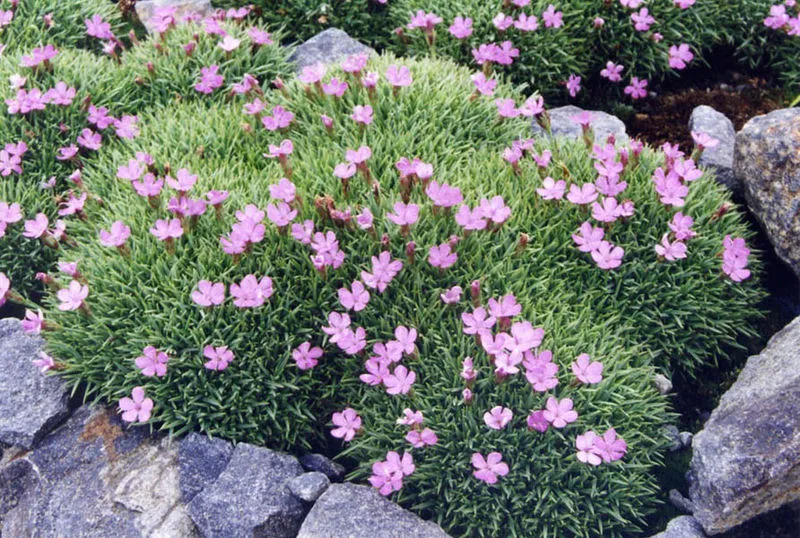 Passion Vivaces Dianthus erinaceus œillet vivace pot 1L rose
