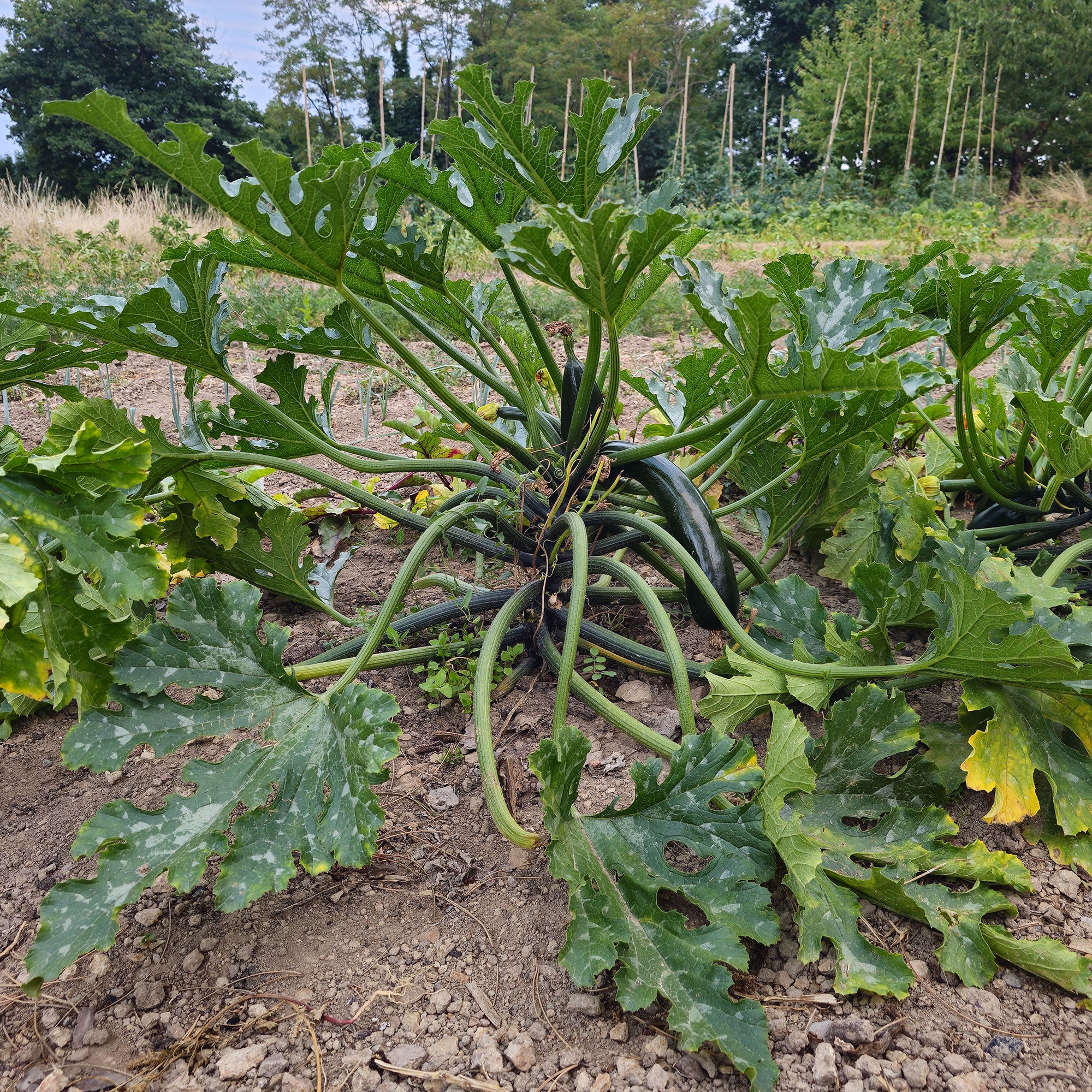 Bakker Courgette Black Beauty BIO graines sachet 1,7g