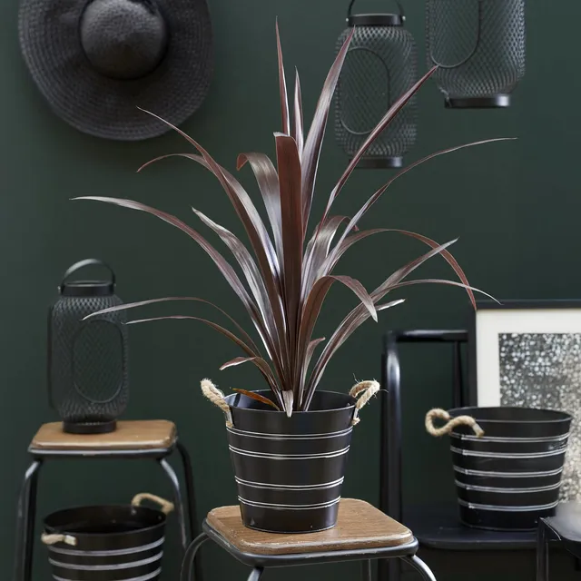 Bakker Cordyline obtecta Super Star arbuste pot 9cm multicolore
