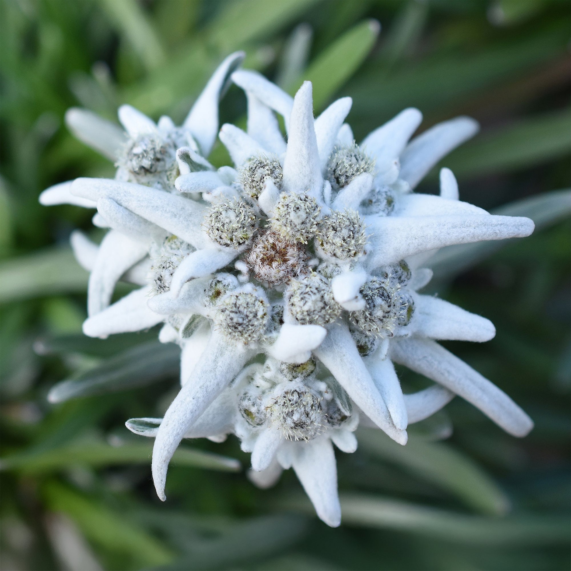 Bakker Edelweiss Blossom of Snow plante vivace pot 9cm fleur blanche