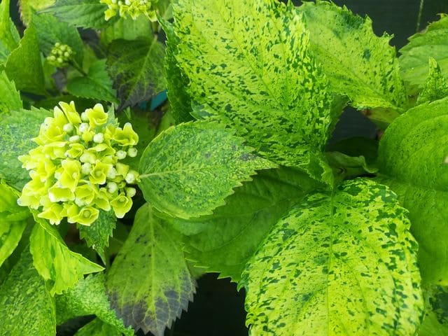 Les Hortensias du Haut Bois Hydrangea macrophylla Devon Panaché hortensia