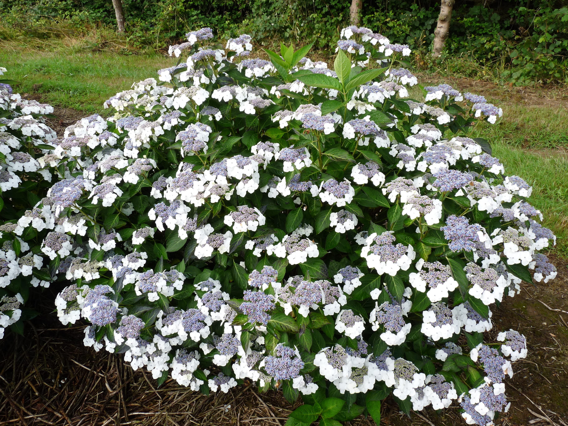Les Hortensias du Haut Bois Belzonii hortensia serrata godet massif