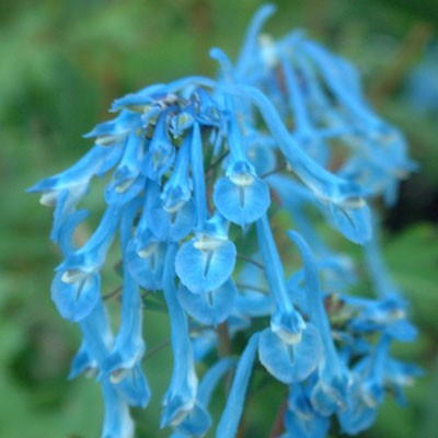Passion Vivaces Corydalis plante vivace godet ombre