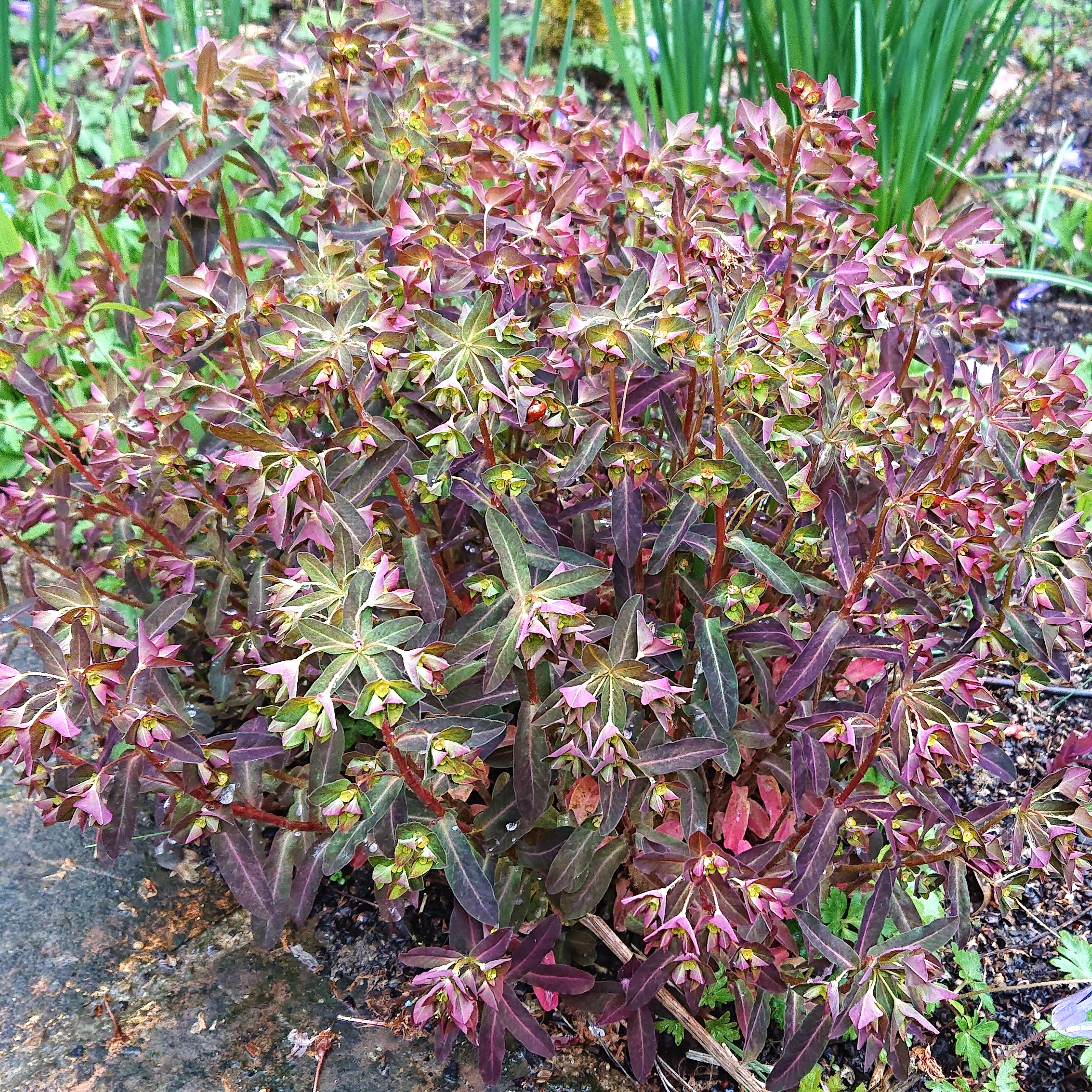 Passion Vivaces Euphorbia Chameleon vivace godet pourpre