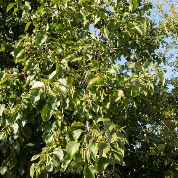 Bakker Aulne de Corse arbre pot 2L 80-100cm