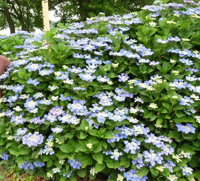 Les Hortensias du Haut Bois Nachtigal hortensia fleurs plates