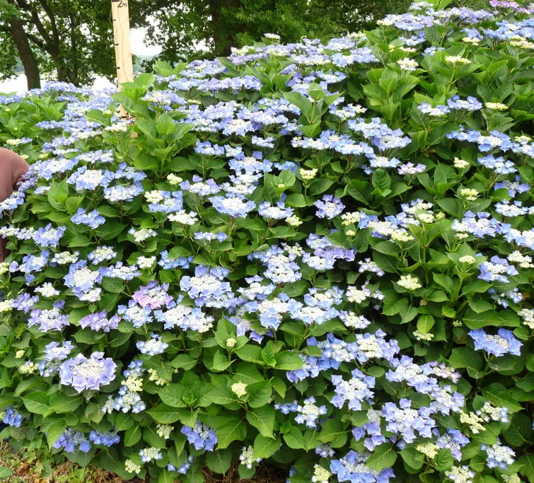 Les Hortensias du Haut Bois Nachtigal hortensia fleurs plates