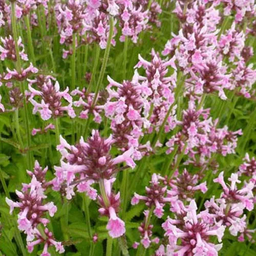 Bakker Bétoine Pink Cotton Candy vivace pot 9cm