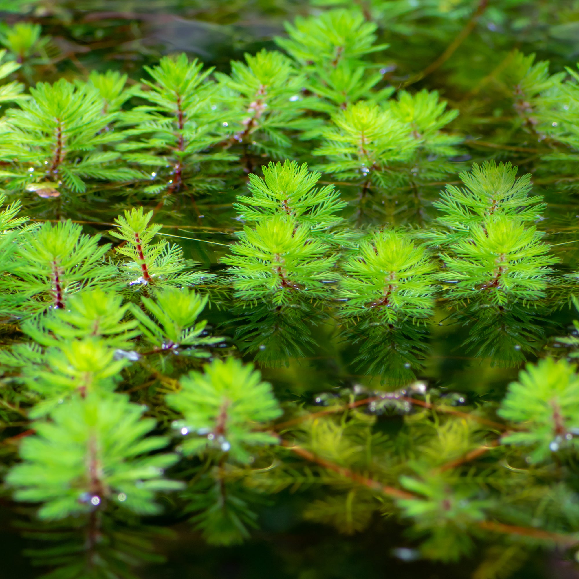 Bakker Red Stem myriophyllum bassin pot Ø11cm tiges rouges