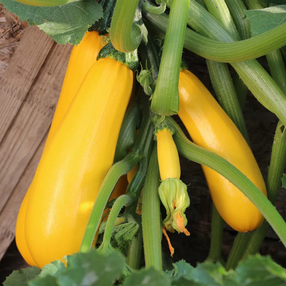 Bakker Potager Courgette Soleil F1 graine jaune sachet 10 graines