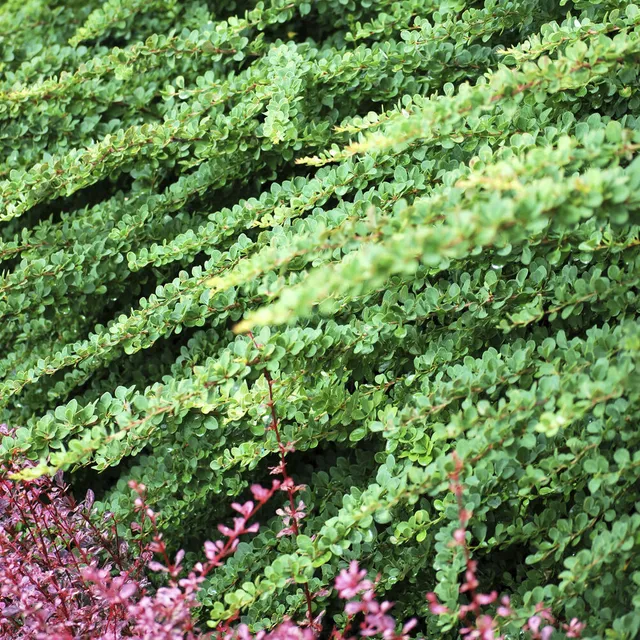Bakker Plantes d'extérieur Épine-vinette Green Carpet pot 8cm