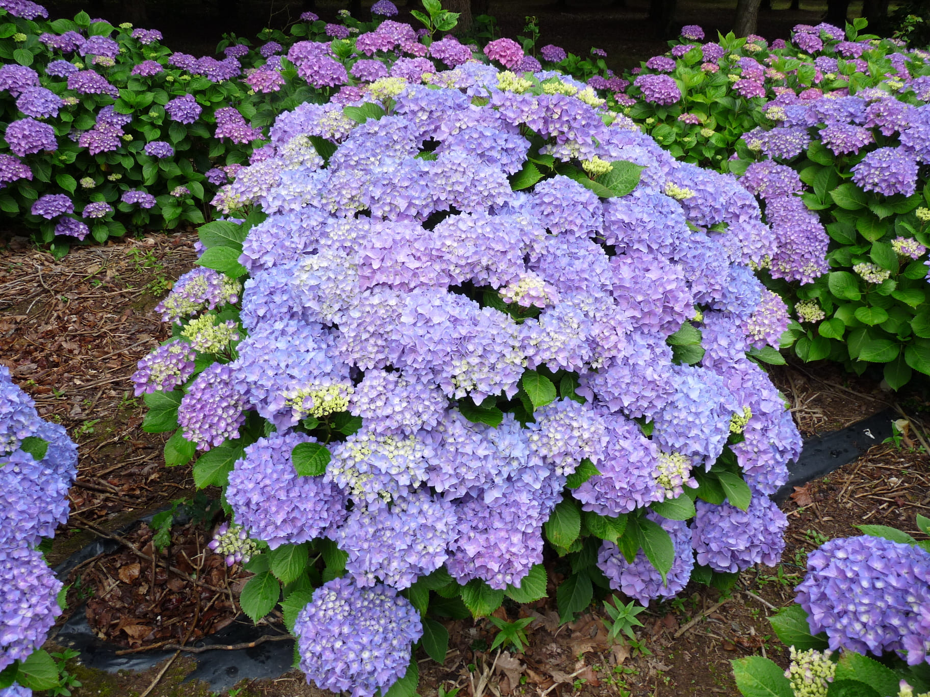 Les Hortensias du Haut Bois Freudenstein hortensia fleurs rondes
