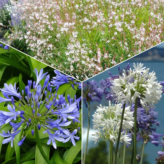 Bakker Collection 7 plantes vivaces jardin et pots multicolore