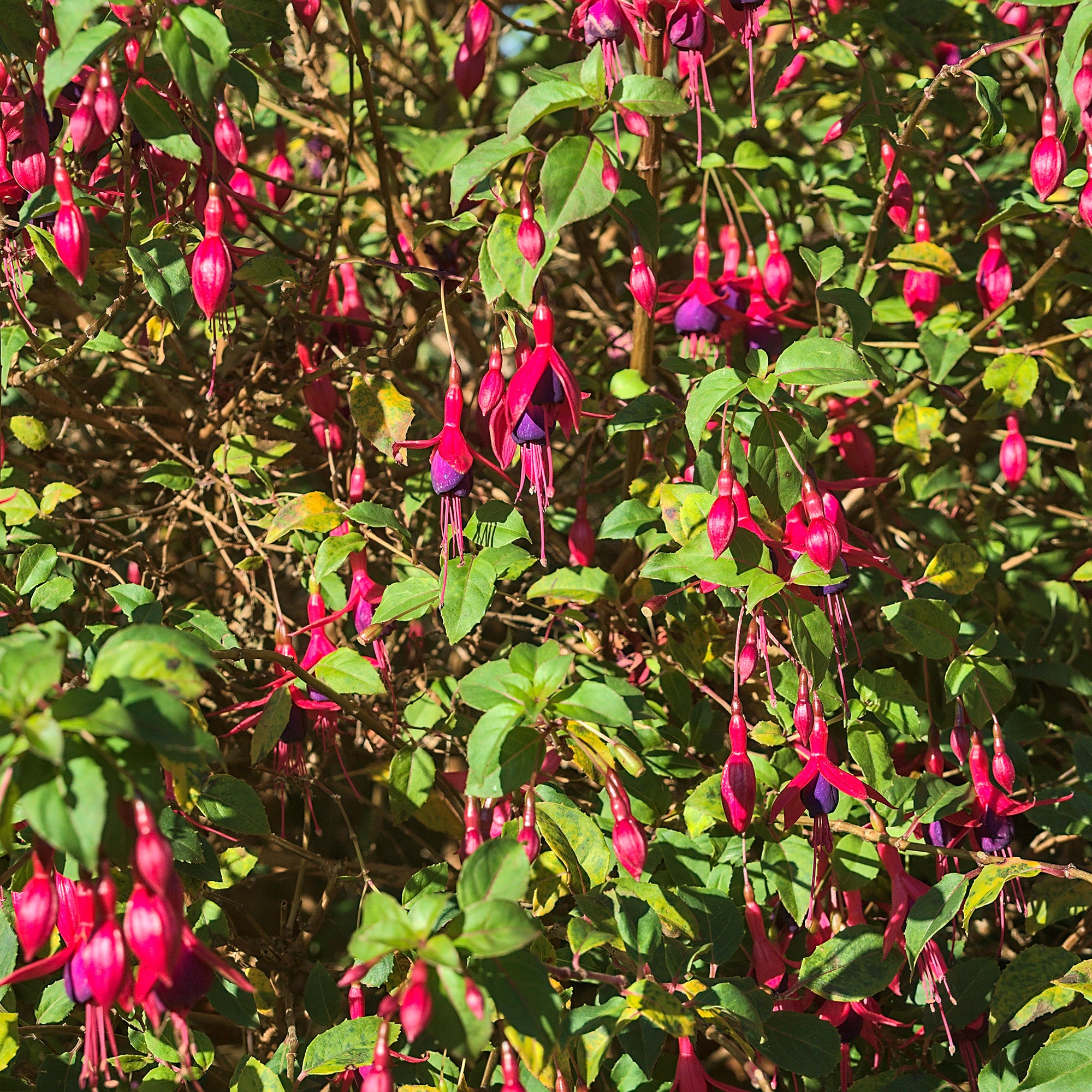 Bakker Fuchsia Riccartonii arbuste 3 pots Ø9cm fuchsia