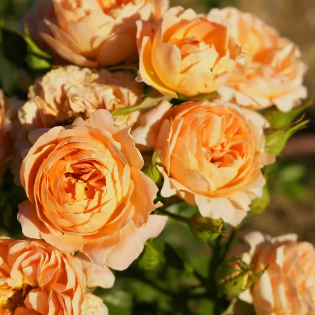 Bakker Rosiers Sweet Dream rosier pot 3L orange