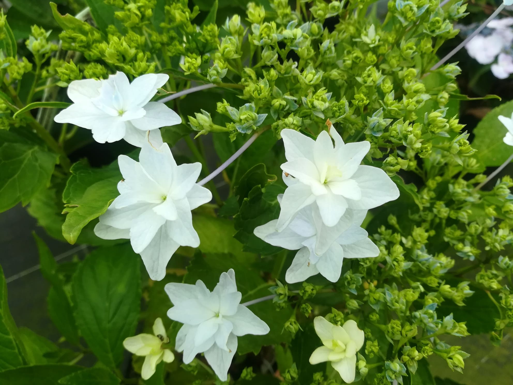Hydrangea macrophylla Hanabi hortensia fleurs plates blanc