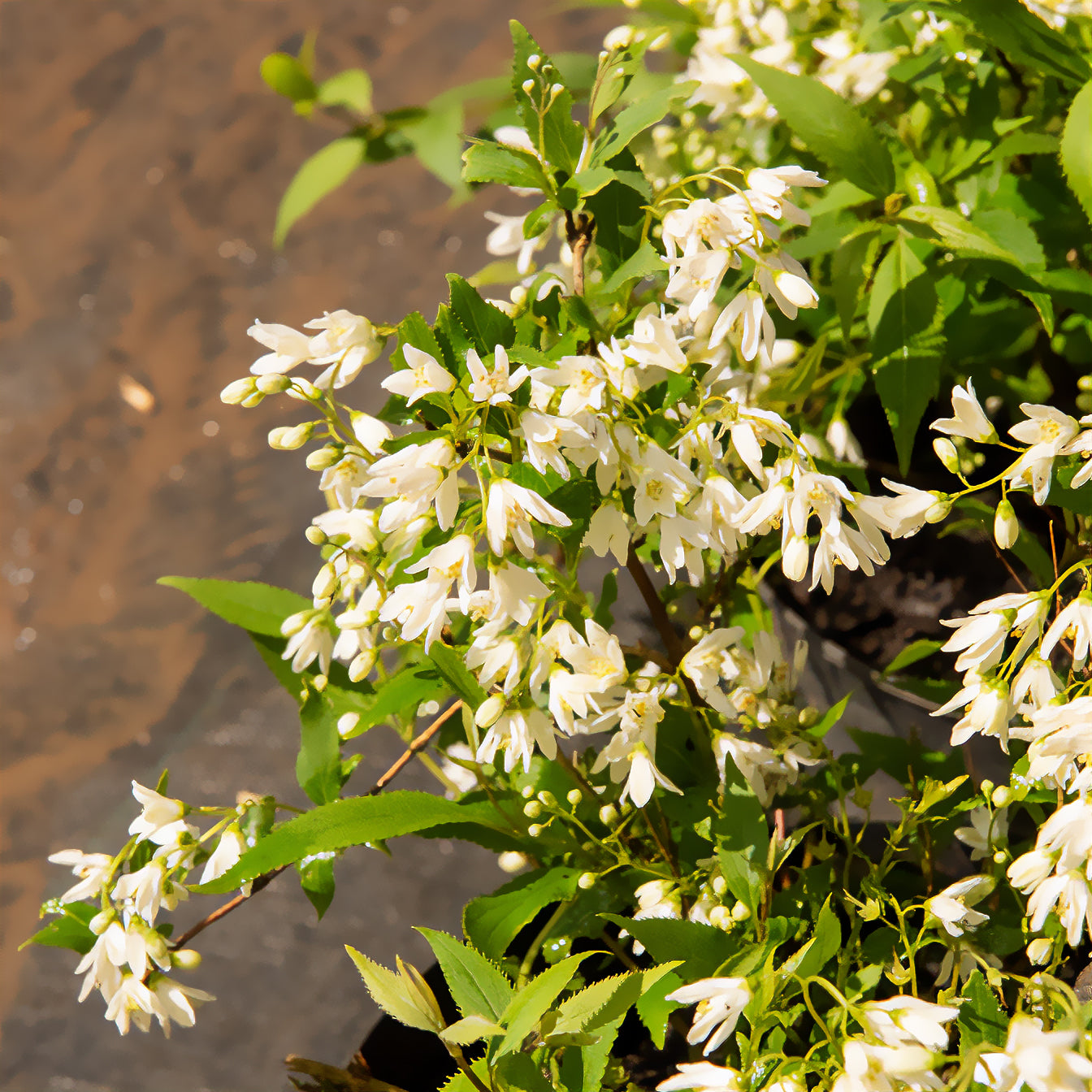 Bakker Nikko deutzia nain pot 3L fleurs blanches
