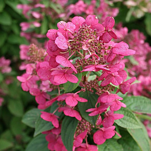 Bakker Hortensia Magical Fire paniculé pot 3L rouge