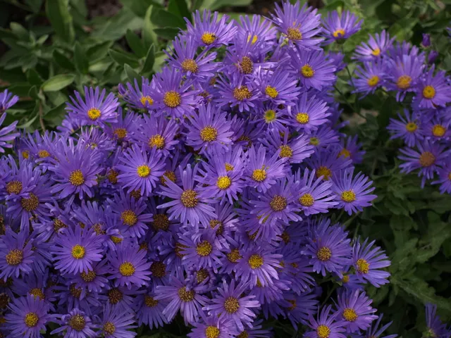 Passion Vivaces Aster Ultramarine plante godet violet