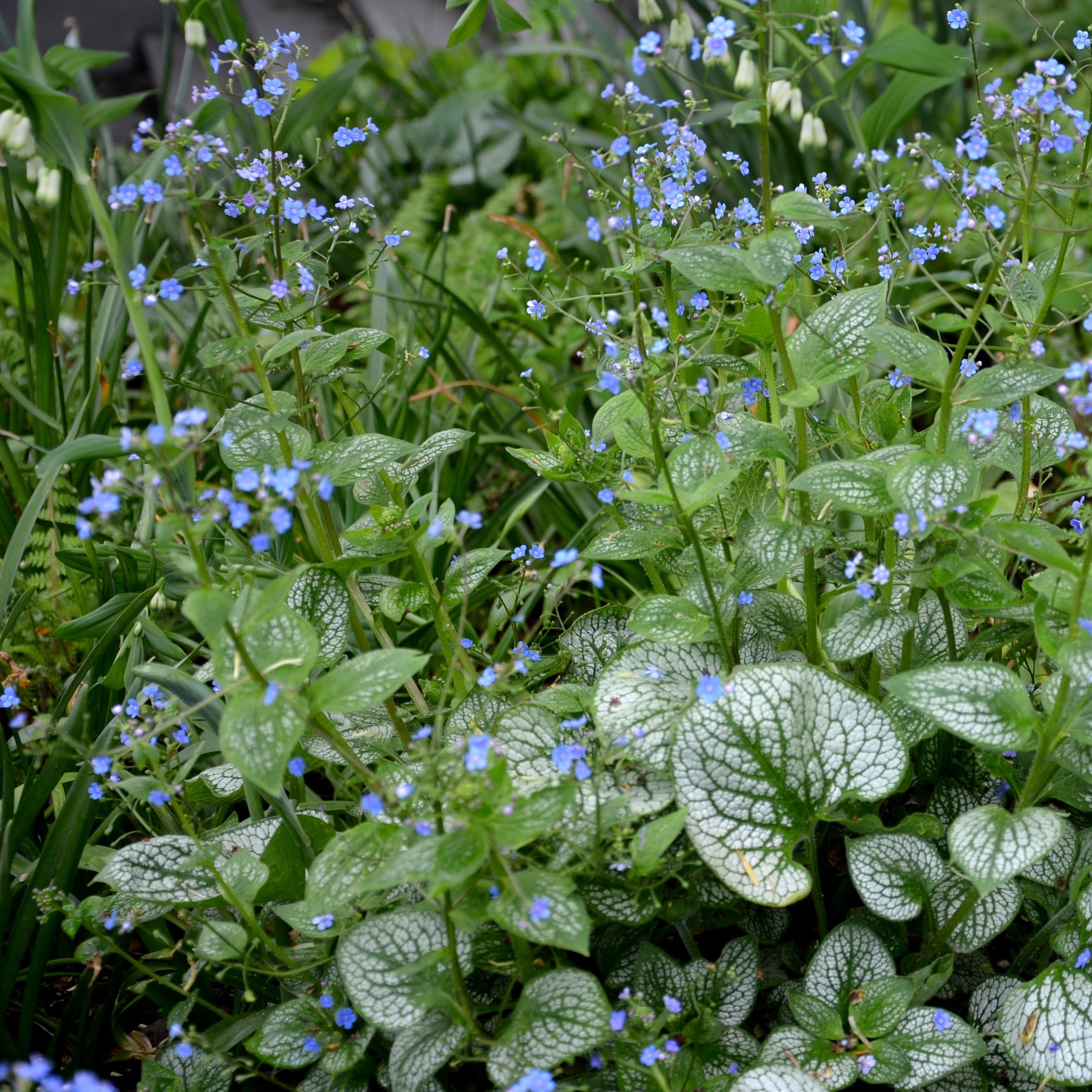 Bakker Emerald Mist myosotis vivace racine nue ombre