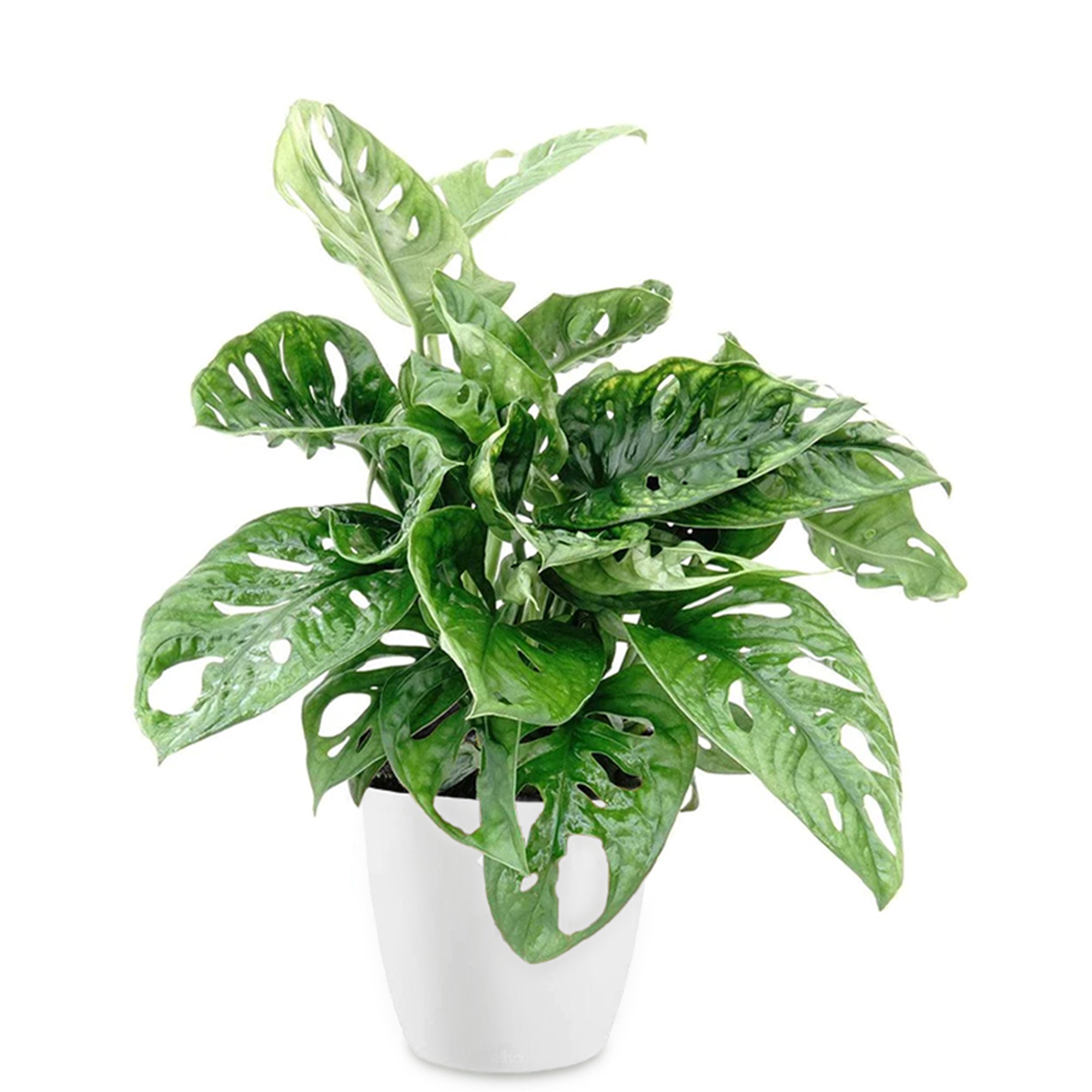 Bakker Monkey Mask monstera lot 2 pots 12cm blanc