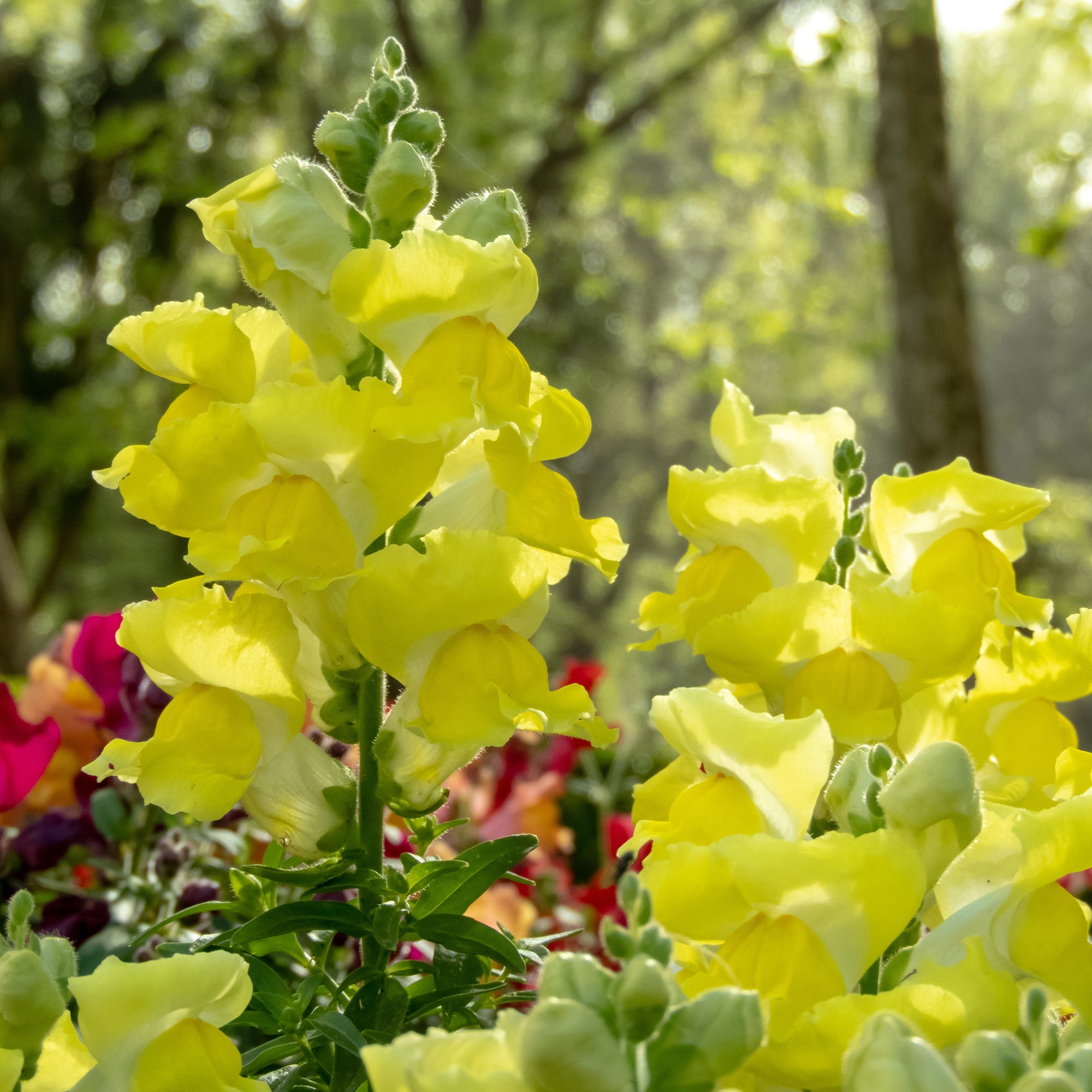 Bakker Muflier jaune pot Ø10,5cm annuelle 35cm
