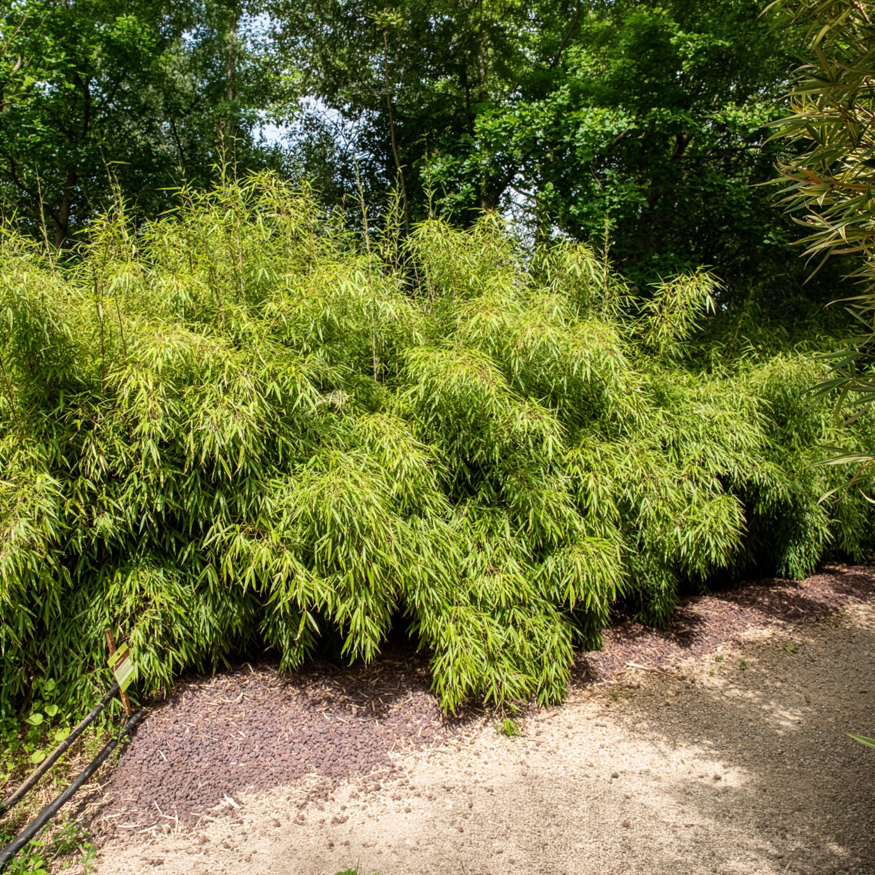 Bakker Fargesia rufa bambou non-traçant pot 2L 40-50cm