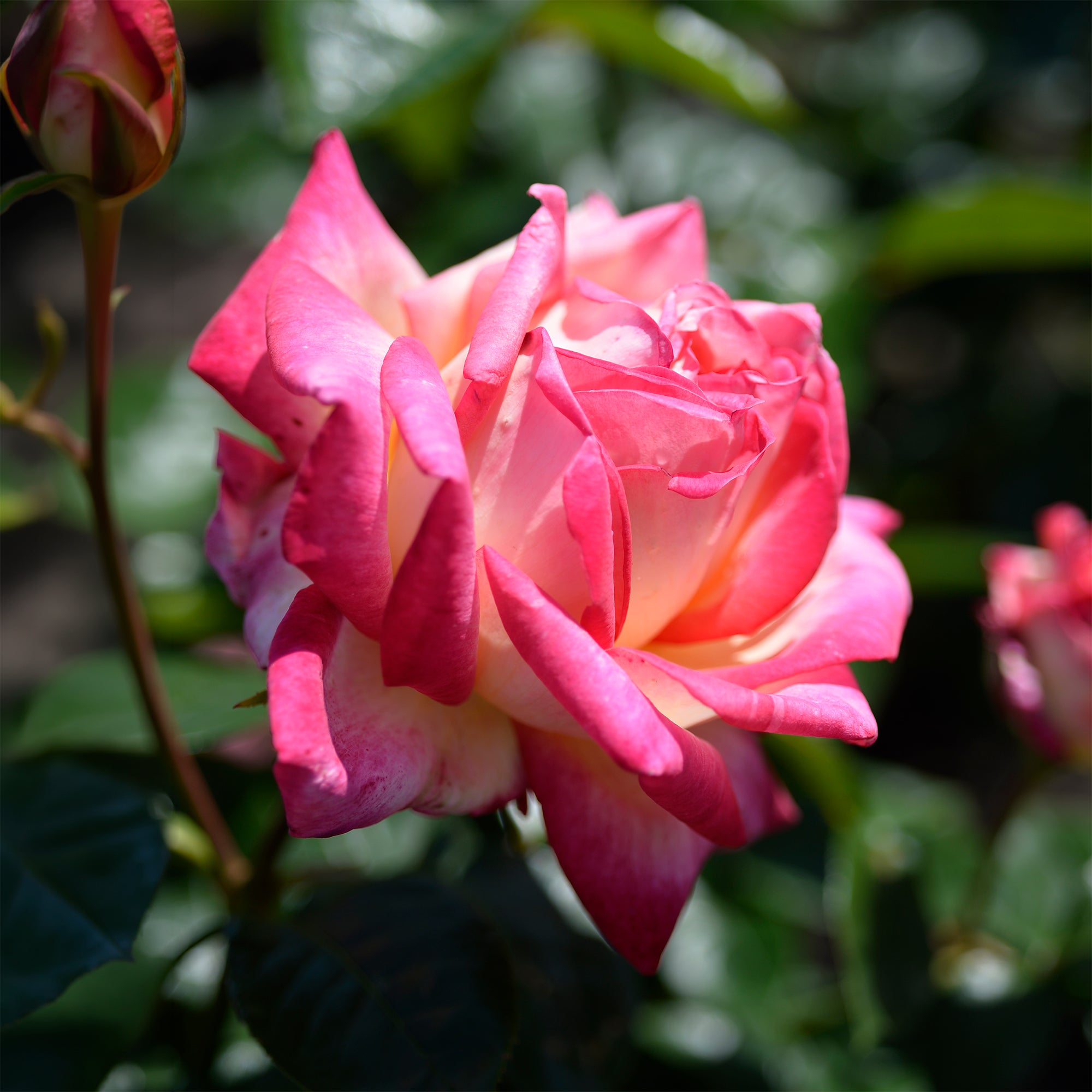 Bakker Double Delight rosier buisson motte 3+ branches parfumé