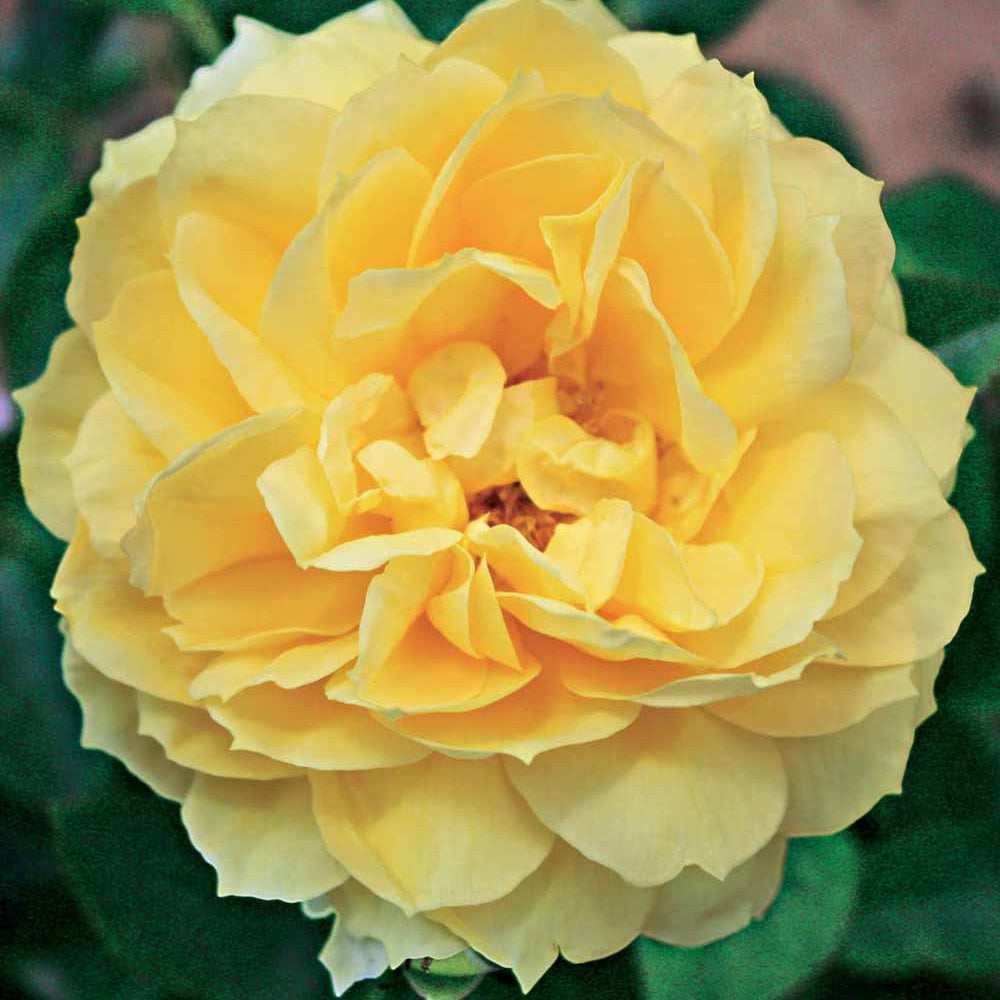 Bakker Rosier Bahama Intercomham rosier racine nue jaune parfumé