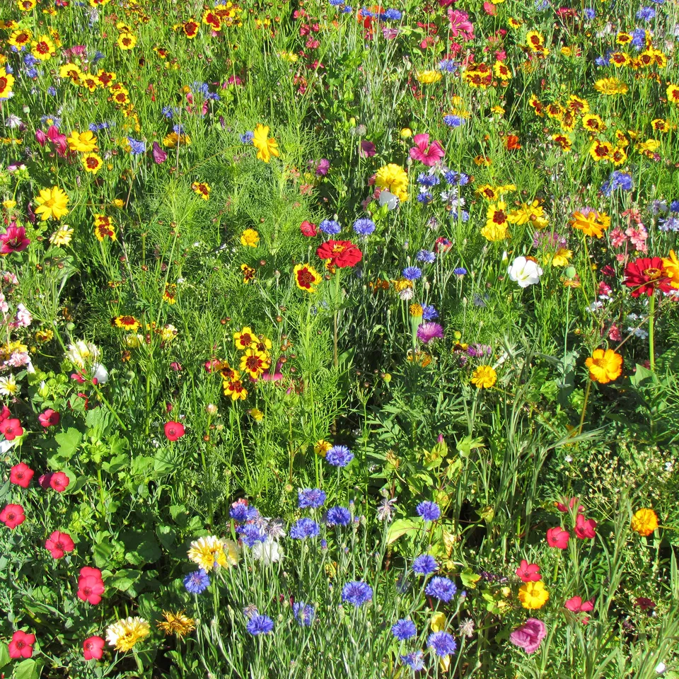 Bakker Mélange estival graines fleurs multicolores 20g
